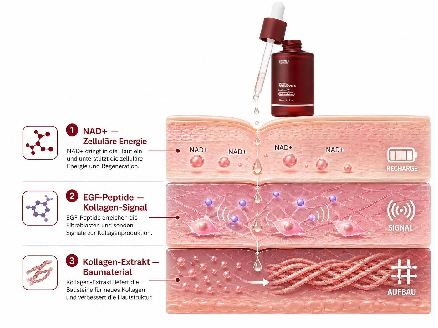 Das Celeste Kontur-Lift Serum™ — und warum es biologisch anders funktioniert