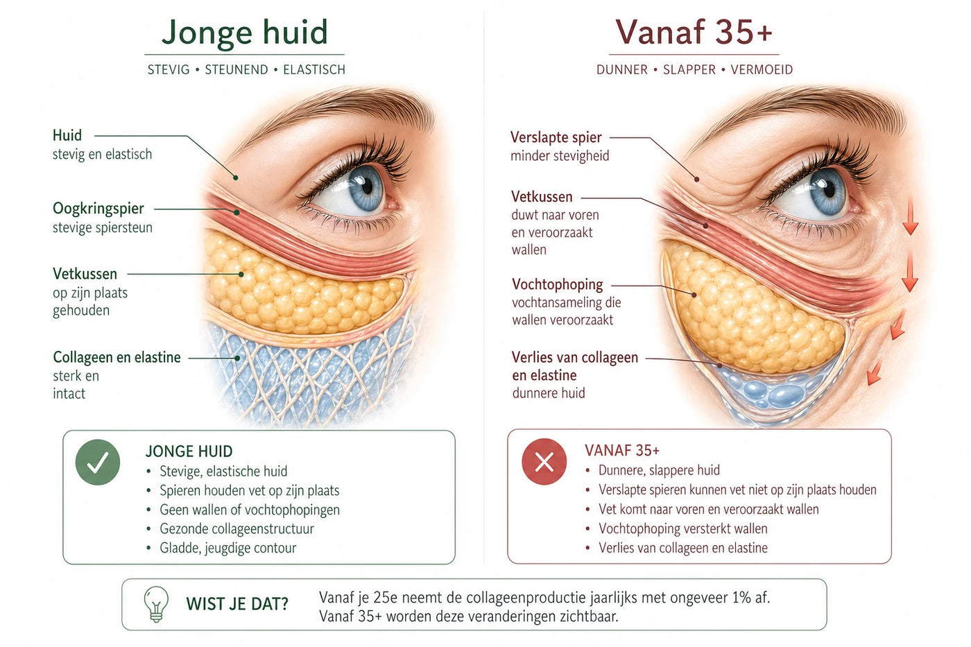 Wat er écht onder je ogen gebeurt — en waarom geen enkele crème dat kan oplossen